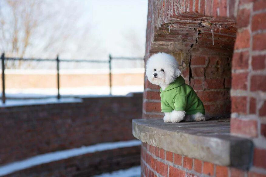 AMIPLAY Sweat-shirt à Capuche Texas Rouge 35cm 5 AMIPLAY Sweat-shirt à Capuche Texas Rouge 35cm – Image 5