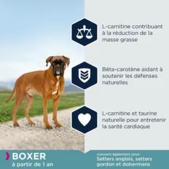 Eukanuba Adult Breed Specific Boxer 12kg -Zooart Elegant Boutique fre pl Eukanuba Adult Breed Specific Boxer 12kg 15577 4