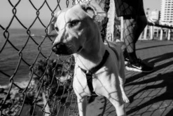 Harnais Pour Chien ZEE DOG GOTHAM - L -Zooart Elegant Boutique fre pl Harnais pour chien ZEE DOG GOTHAM L 28753 3