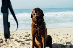 Harnais Pour Chien ZEE DOG NEOPRO - XS -Zooart Elegant Boutique fre pl Harnais pour chien ZEE DOG NEOPRO XS 28755 3