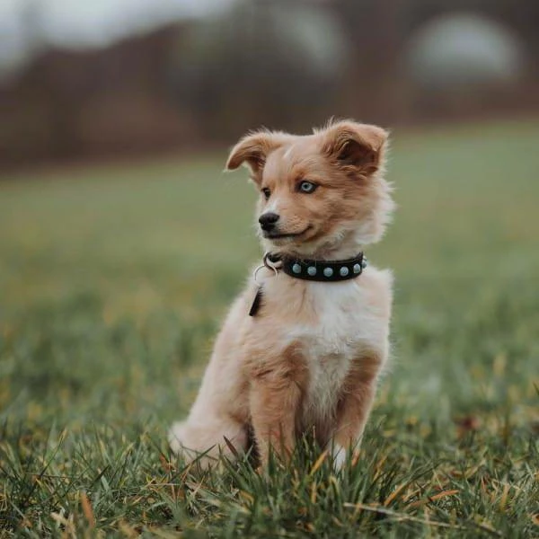 Hunter Collier En Cuir Pour Chien Modica- S- 45 Cm 2 Hunter Collier En Cuir Pour Chien Modica- S- 45 Cm – Image 2