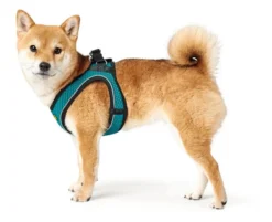 Hunter Hilo Comfort Harnais Pour Chien Turquoise Taille M/L 5 Hunter Hilo Comfort Harnais Pour Chien Turquoise Taille M/L -Zooart Elegant Boutique fre pl Hunter Hilo Comfort Harnais pour chien Turquoise Taille M L 12618 3