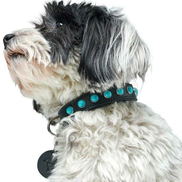 Hunter Modica Collier Pour Chien En Cuir XXS-XS 25cm 5 Hunter Modica Collier Pour Chien En Cuir XXS-XS 25cm – Image 5