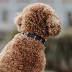 Hunter Mombasa Collier De Chien En Cuir XS-S- 35 Cm 7 Hunter Mombasa Collier De Chien En Cuir XS-S- 35 Cm -Zooart Elegant Boutique fre pl Hunter Mombasa collier de chien en cuir XS S 35 cm 28234 3