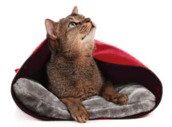 Hunter By Laura Caverne Pour Chats Rouge 5 Hunter By Laura Caverne Pour Chats Rouge -Zooart Elegant Boutique fre pl Hunter by Laura Caverne pour Chats rouge 16630 3