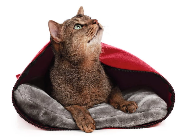 Hunter By Laura Caverne Pour Chats Rouge 3 Hunter By Laura Caverne Pour Chats Rouge – Image 3