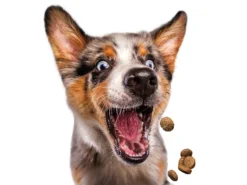 Josera Festival 15 Kg + Surprise Pour Votre Chien GRATUITES ! -Zooart Elegant Boutique fre pl Josera Festival 15 kg surprise pour votre chien GRATUITES 25307 6