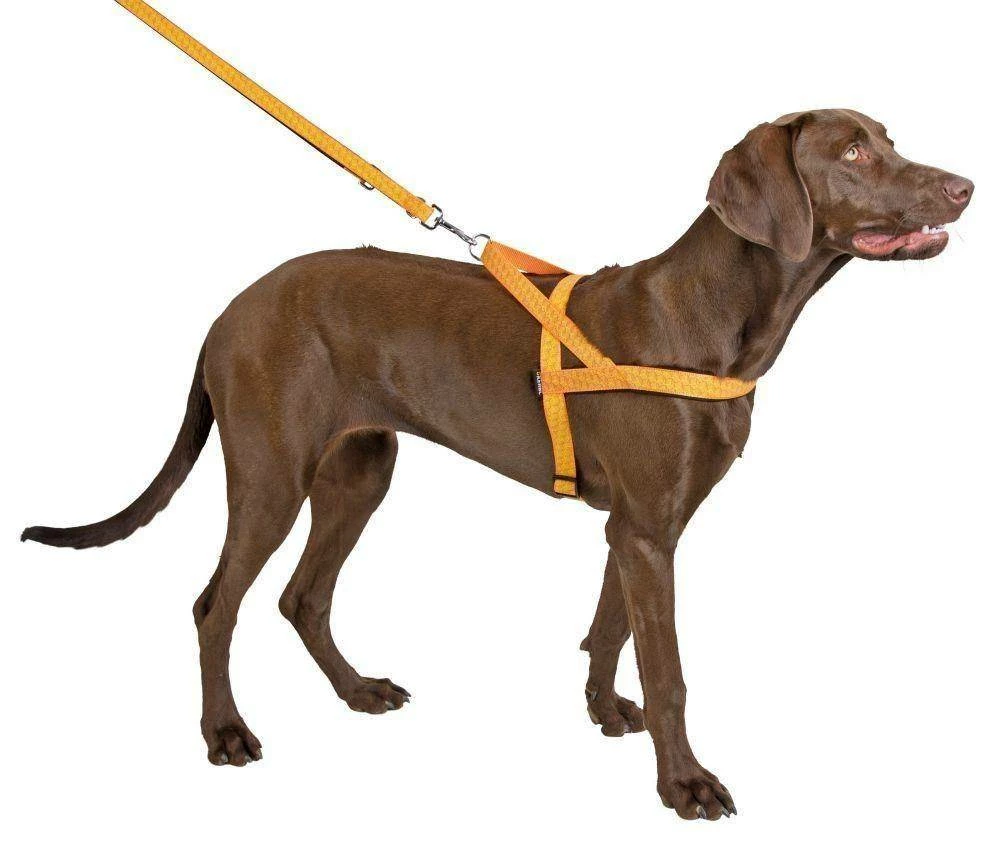 KERBL Harnais Réfléchissant Norvégien 46cm 2 KERBL Harnais Réfléchissant Norvégien 46cm – Image 2