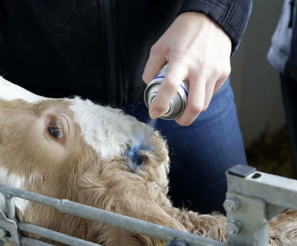 Kerbl Spray Bleu Pour Le Soin De La Peauet Des Sabots, Spray Bleu 200 Ml 2 Kerbl Spray Bleu Pour Le Soin De La Peauet Des Sabots, Spray Bleu 200 Ml – Image 2