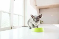 OH Bowl® Bol Pour L'hygiène Buccale Des Chats Vert 5 OH Bowl® Bol Pour L'hygiène Buccale Des Chats Vert -Zooart Elegant Boutique fre pl OH Bowl R Bol pour lhygiene buccale des chats Vert 29736 3