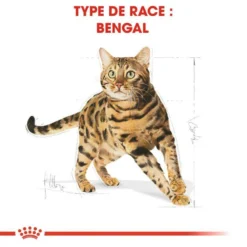 ROYAL CANIN Bengal Adult 2kg -Zooart Elegant Boutique fre pl ROYAL CANIN Bengal Adult 2kg 15883 3