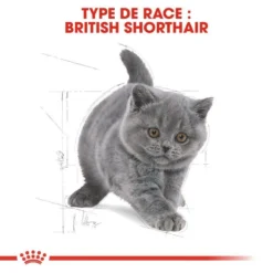 ROYAL CANIN British Shorthair Kitten 400g X2 10 ROYAL CANIN British Shorthair Kitten 400g X2 -Zooart Elegant Boutique fre pl ROYAL CANIN British Shorthair Kitten 400g x2 30593 7
