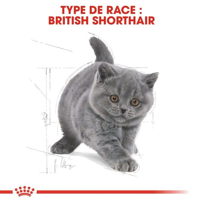 ROYAL CANIN British Shorthair Kitten 400g X2 5 ROYAL CANIN British Shorthair Kitten 400g X2 – Image 5