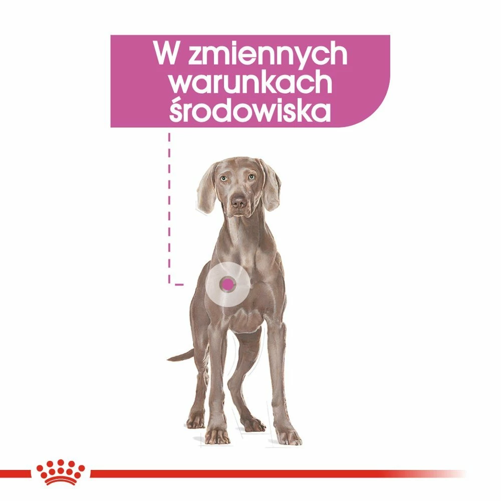 ROYAL CANIN CCN Maxi Relax Care 9kg 2 ROYAL CANIN CCN Maxi Relax Care 9kg – Image 2
