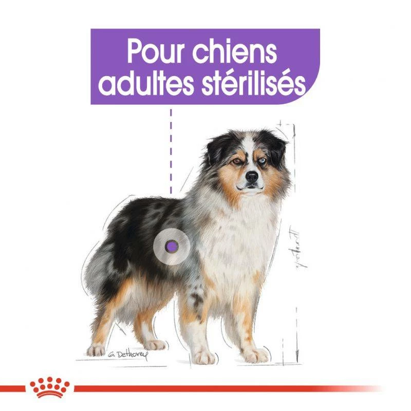 ROYAL CANIN CCN Medium Sterilised 3kg X2 3 ROYAL CANIN CCN Medium Sterilised 3kg X2 – Image 3