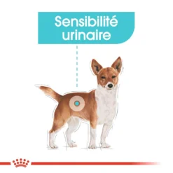 ROYAL CANIN CCN Mini Urinary Care 1kg + OVER ZOO Délicatesse 100g GRATUIT 9 ROYAL CANIN CCN Mini Urinary Care 1kg + OVER ZOO Délicatesse 100g GRATUIT -Zooart Elegant Boutique fre pl ROYAL CANIN CCN Mini Urinary Care 1kg OVER ZOO Delicatesse 100g GRATUIT 30810 1
