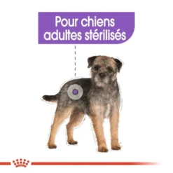ROYAL CANIN CCN Sterilised Mini 1kg 10 ROYAL CANIN CCN Sterilised Mini 1kg -Zooart Elegant Boutique fre pl ROYAL CANIN CCN Sterilised Mini 1kg 10084 5
