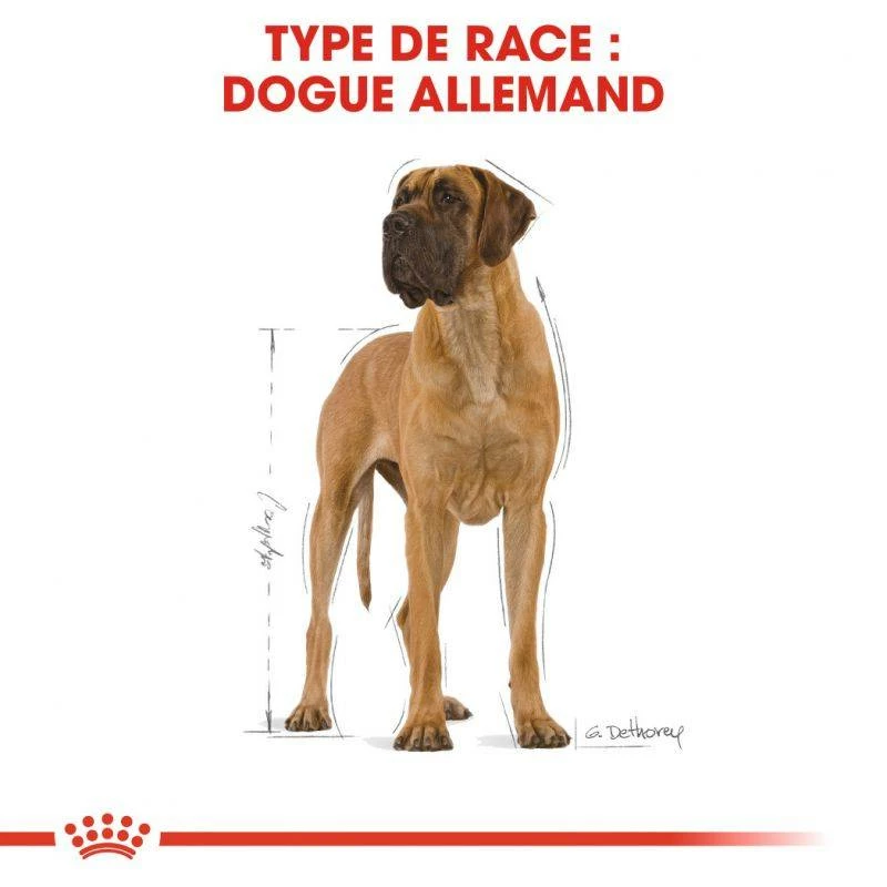 ROYAL CANIN Great Dane Adult 12kg 3 ROYAL CANIN Great Dane Adult 12kg – Image 3