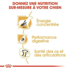 ROYAL CANIN Great Dane Adult 12kg 10 ROYAL CANIN Great Dane Adult 12kg -Zooart Elegant Boutique fre pl ROYAL CANIN Great Dane Adult 12kg 9213 5