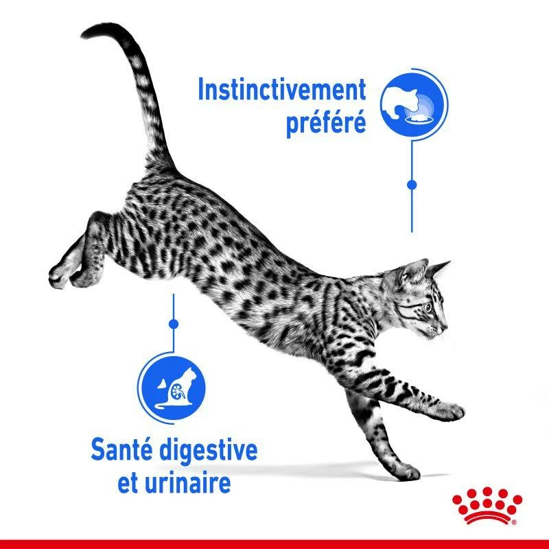 ROYAL CANIN Indoor Sterilised Sauce 12x85g 4 ROYAL CANIN Indoor Sterilised Sauce 12x85g – Image 4