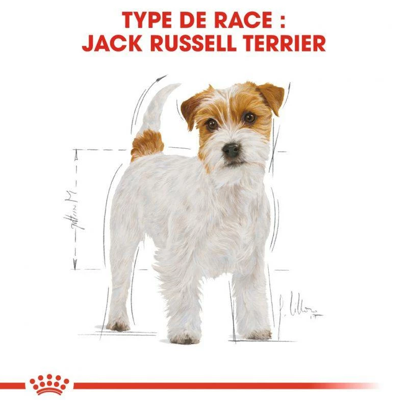 ROYAL CANIN Jack Russell Terrier Adult 500g X2 3 ROYAL CANIN Jack Russell Terrier Adult 500g X2 – Image 3