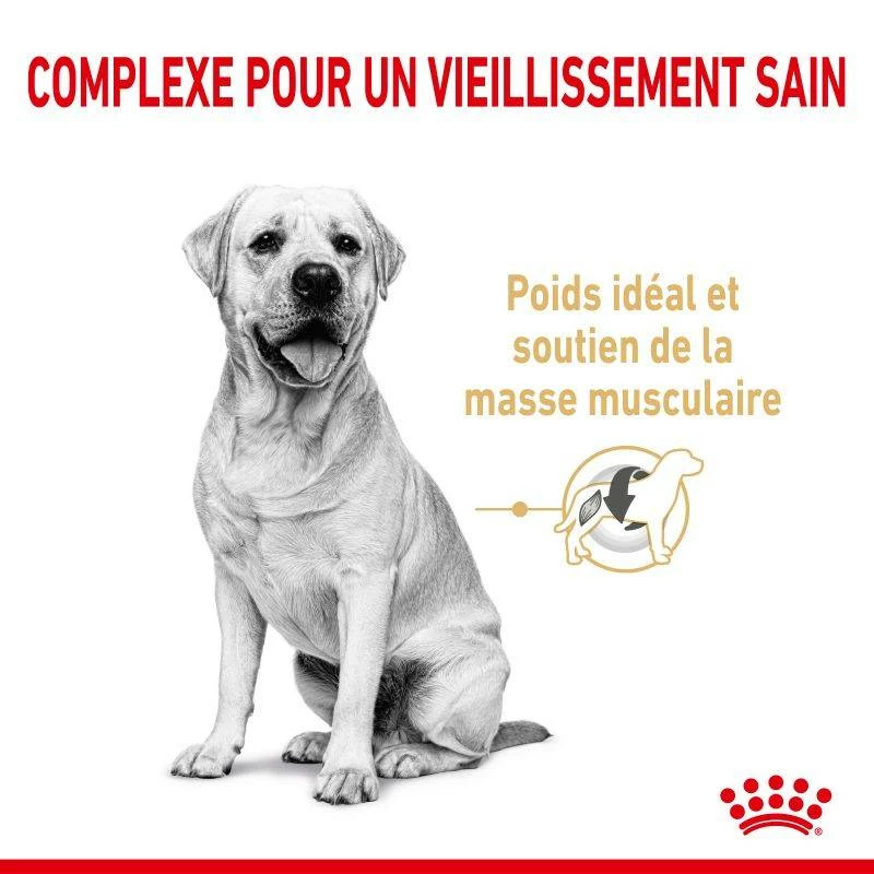 ROYAL CANIN Labrador Retriever Adult 5+ 3kgx2 4 ROYAL CANIN Labrador Retriever Adult 5+ 3kgx2 – Image 4