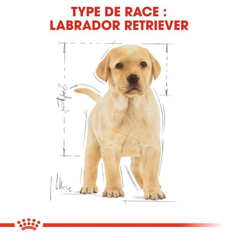 ROYAL CANIN Labrador Retriever Puppy 12kg 5 ROYAL CANIN Labrador Retriever Puppy 12kg – Image 5