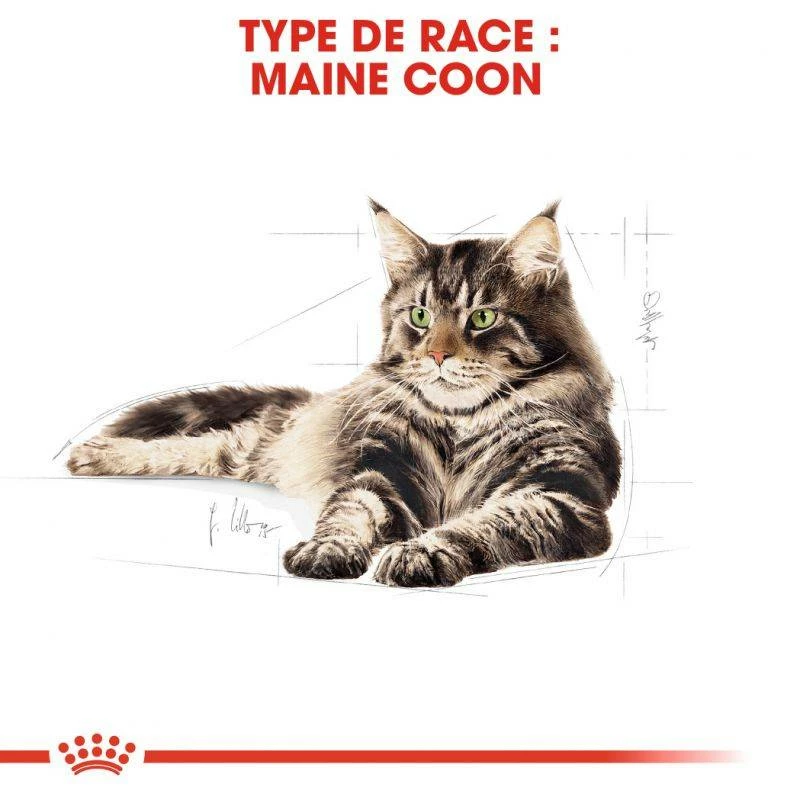 ROYAL CANIN Maine Coon Adult 2kg X2 3 ROYAL CANIN Maine Coon Adult 2kg X2 – Image 3