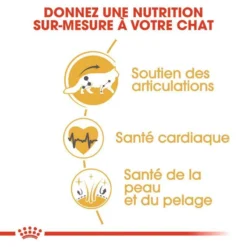 ROYAL CANIN Maine Coon Adult 400g X2 9 ROYAL CANIN Maine Coon Adult 400g X2 -Zooart Elegant Boutique fre pl ROYAL CANIN Maine Coon Adult 400g x2 30769 5