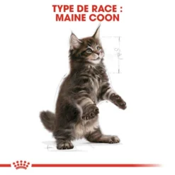 ROYAL CANIN Maine Coon Kitten 400g X2 10 ROYAL CANIN Maine Coon Kitten 400g X2 -Zooart Elegant Boutique fre pl ROYAL CANIN Maine Coon Kitten 400g x2 30770 5