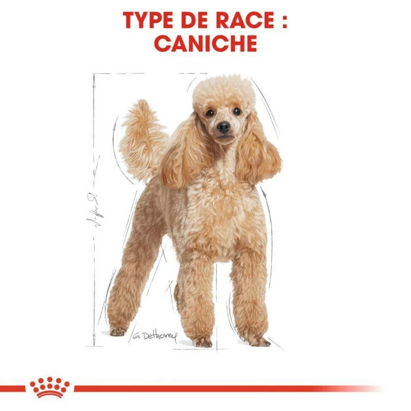 ROYAL CANIN Poodle Adult 1,5kg 2 ROYAL CANIN Poodle Adult 1,5kg – Image 2