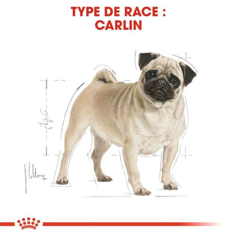ROYAL CANIN Pug Adult 1,5kg 2 ROYAL CANIN Pug Adult 1,5kg – Image 2