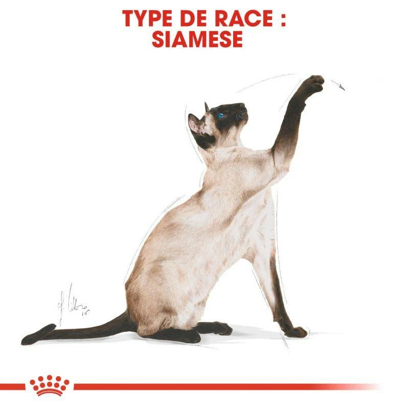 ROYAL CANIN Siamese Adult 2kg X2 2 ROYAL CANIN Siamese Adult 2kg X2 – Image 2