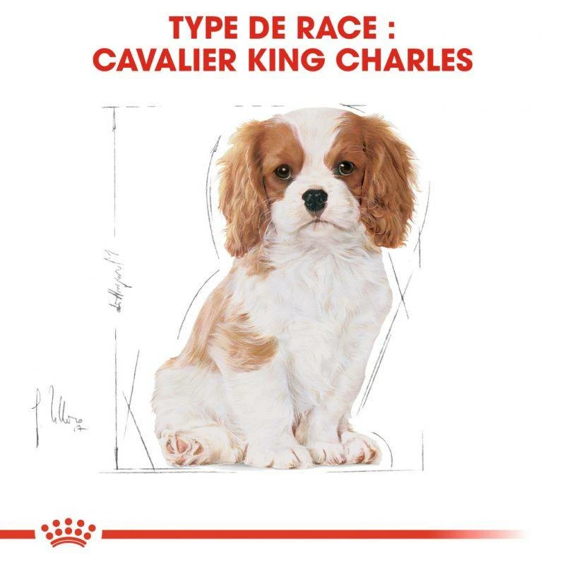 Royal Canin Cavalier King Charles Spaniel Puppy 1,5kg 3 Royal Canin Cavalier King Charles Spaniel Puppy 1,5kg – Image 3
