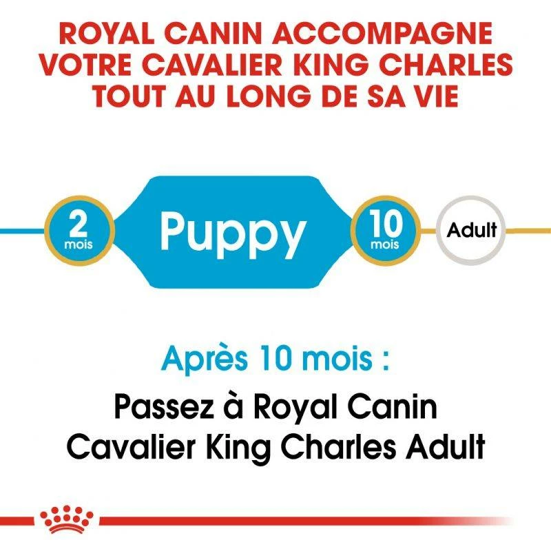 Royal Canin Cavalier King Charles Spaniel Puppy 1,5kg 5 Royal Canin Cavalier King Charles Spaniel Puppy 1,5kg – Image 5