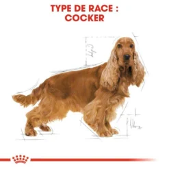 Royal Canin Cocker Spaniel Adult 12kg -Zooart Elegant Boutique fre pl Royal Canin Cocker Spaniel Adult 12kg 9147 3