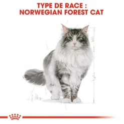 Royal Canin Norwegian Forest Cat Adult 400g -Zooart Elegant Boutique fre pl Royal Canin Norwegian Forest Cat Adult 400g 9017 1
