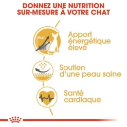 Royal Canin Sphynx Adult 10kg 8 Royal Canin Sphynx Adult 10kg -Zooart Elegant Boutique fre pl Royal Canin Sphynx Adult 10kg 9162 3