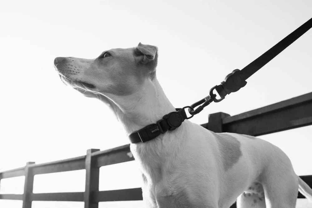 ZEE DOG GOTHAM L Collier Pour Chien 3 ZEE DOG GOTHAM L Collier Pour Chien – Image 3