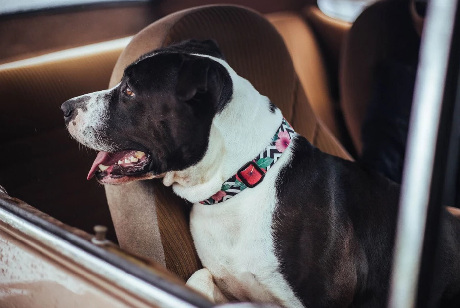 ZEE DOG Mahalo Collier Pour Chien L 2 ZEE DOG Mahalo Collier Pour Chien L – Image 2