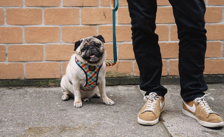 ZEE DOG PHANTOM AIR MESH Harnais Pour Chien S 2 ZEE DOG PHANTOM AIR MESH Harnais Pour Chien S – Image 2