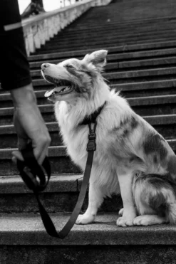 ZEE DOG Laisse Pour Chien GOTHAM XS -Zooart Elegant Boutique fre pl ZEE DOG laisse pour chien GOTHAM XS 28741 3