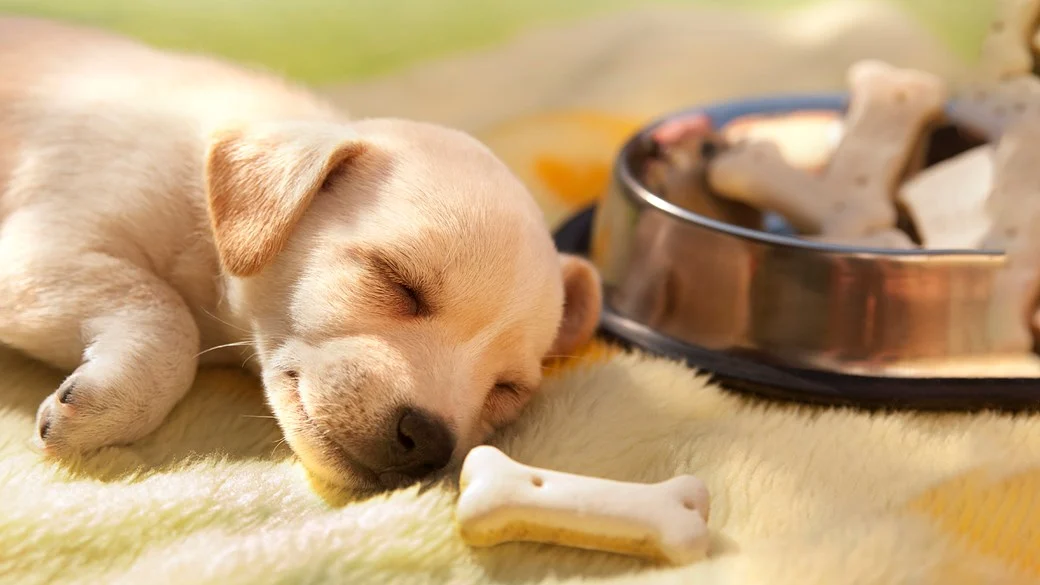 Zooart Elegant Boutique -Zooart Elegant Boutique puppy sleeping by food bowl