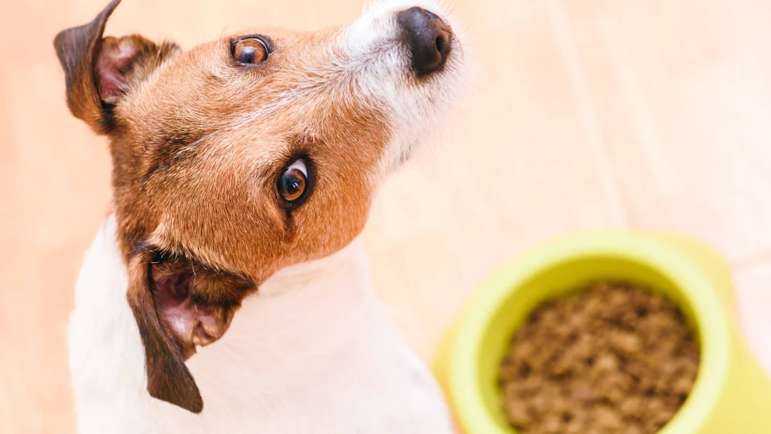 Zooart Elegant Boutique -Zooart Elegant Boutique the link between dog diarrhoea and dog food